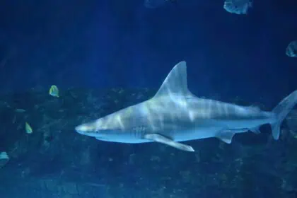 shark-north-carolina-0807 - Weather alert North Carolina: shark activity and rip current threat