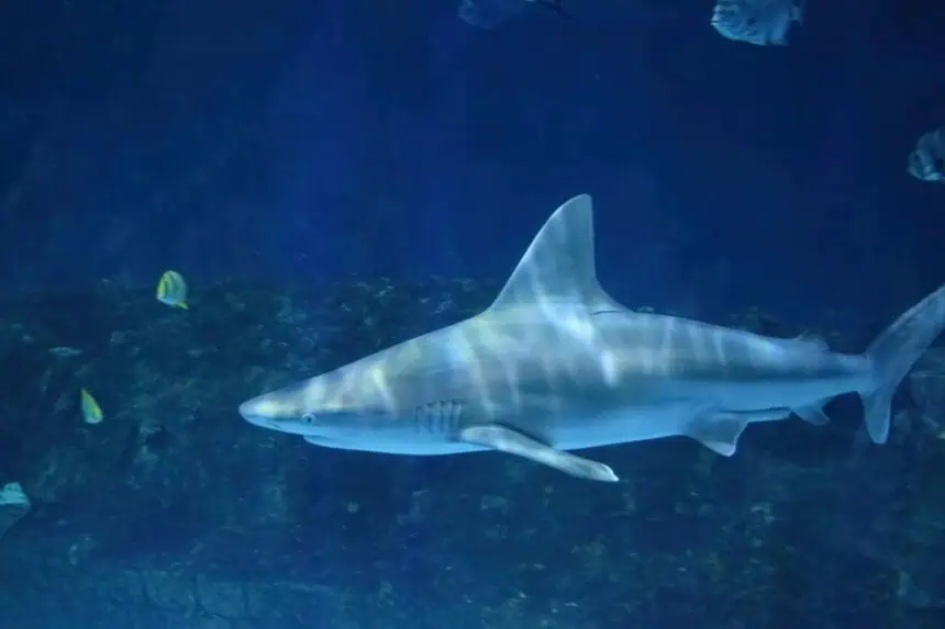 shark-north-carolina-0807 - Weather alert North Carolina: shark activity and rip current threat